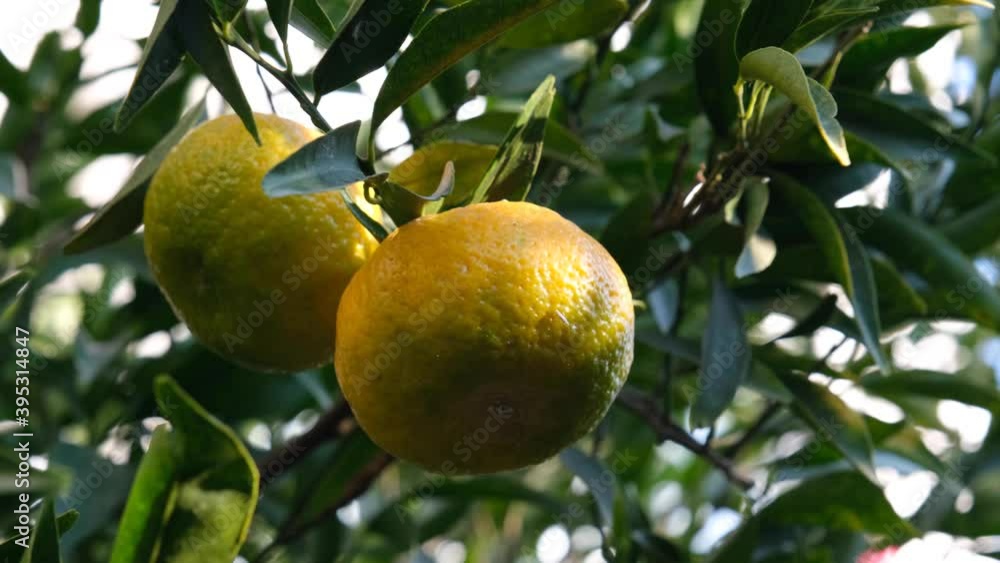Two mandarin fruits hanging on a tree. Branches with many leafs swinging in the wind. Sun shining through plant. Natural food background Two mandarin fruits hanging on a tree. Branches with many leafs swinging in the wind. Sun shining through plant. Natural food background