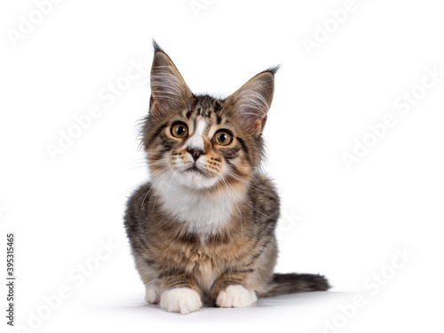 Cute alert brown tabby with white Maine Coon cat kitten, laying down facing front. Looking curious towards camera. Isolated on white background.
