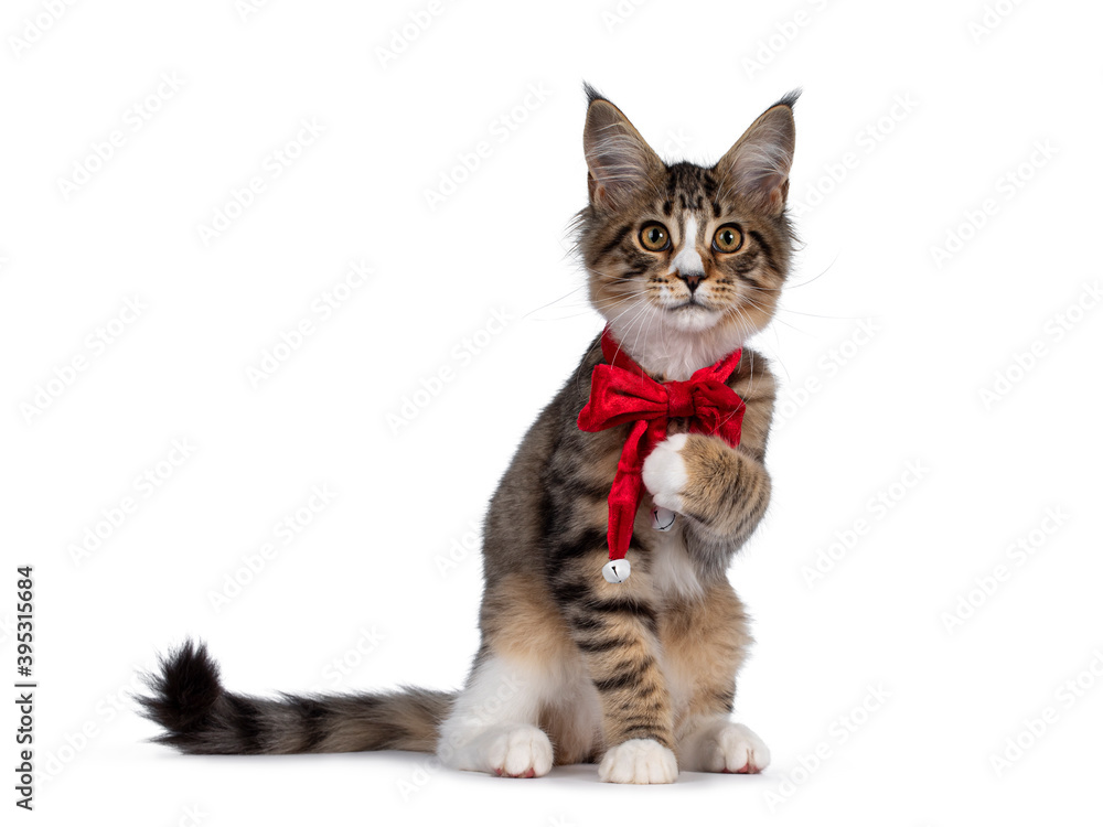 Cute alert brown tabby with white Maine Coon cat kitten, sitting side ways wearing red velvet christmas bow tie. Looking straight to camera. Isolated on white background. Who me? expression.