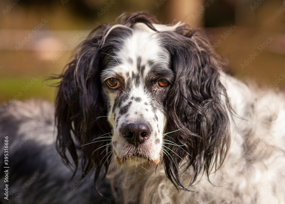 Retrato de cara de perro de caza en exteriores Retrato de cara de perro de caza en exteriores