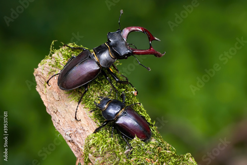 Pair of stag beetles, lucanus cervus, standing on a mossy branch in summer nature. Couple of large insects in fresh environment. Male bug with antlers and female close together. photo