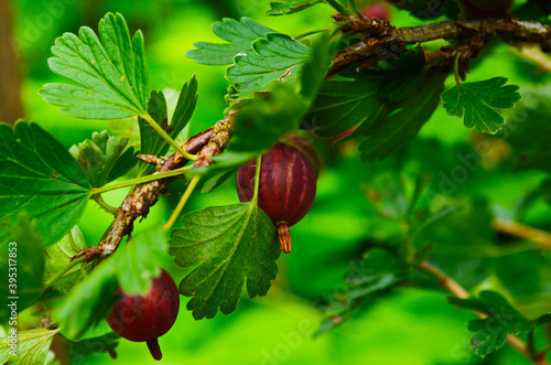 Fresh gooseberry on a branch of a gooseberry Bush in the garden. Close-up view of organic gooseberry berries hanging on a branch under the leaves.