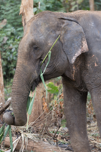 Elephant standing under tree in Laos elephant sanctuary