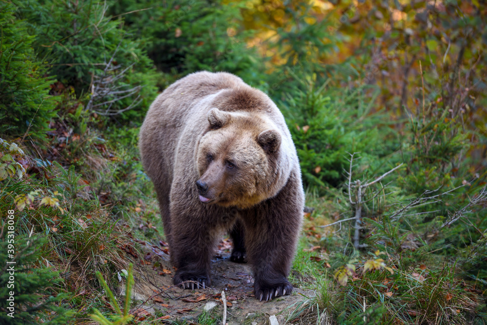 Fototapeta premium European brown bear in the autumn forest. Big brown bear in forest.