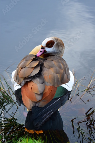 Duck by the river