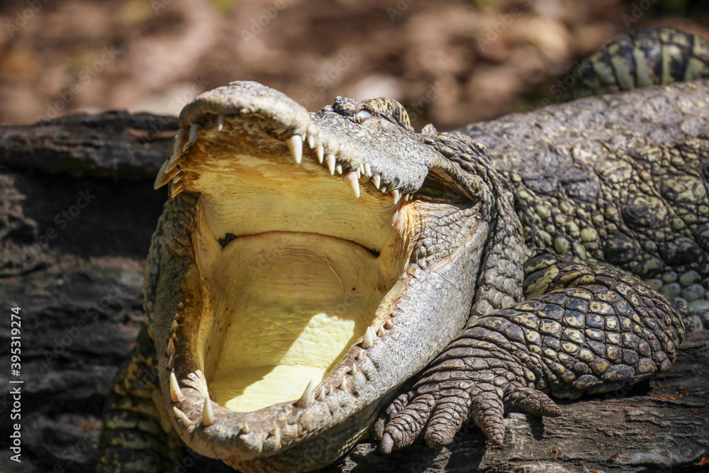 Obraz premium Close up head crocodile is show mouse in thailand.