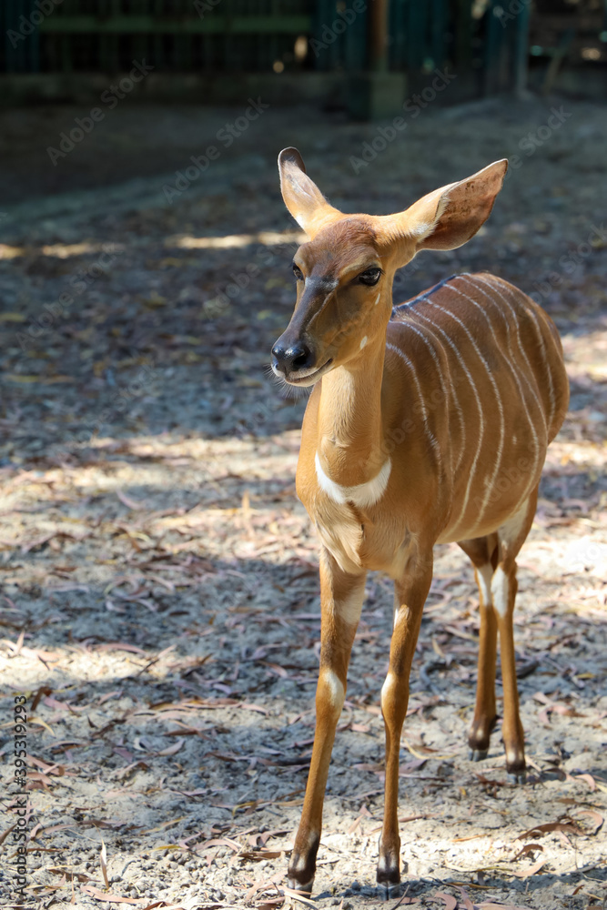 The Nyala baby is stay in garden at thailand The Nyala baby is stay in garden at thailand