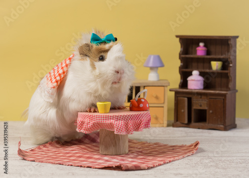 Guinea pig and little house