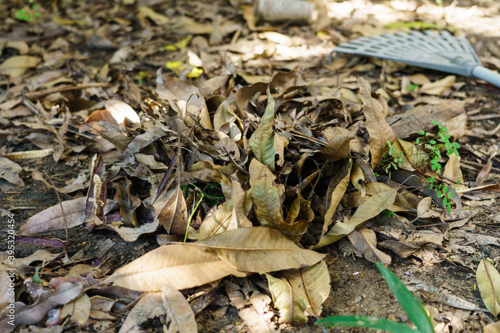 Piles of dry leaves in the garden that had fallen and were swept together Piles of dry leaves in the garden that had fallen and were swept together
