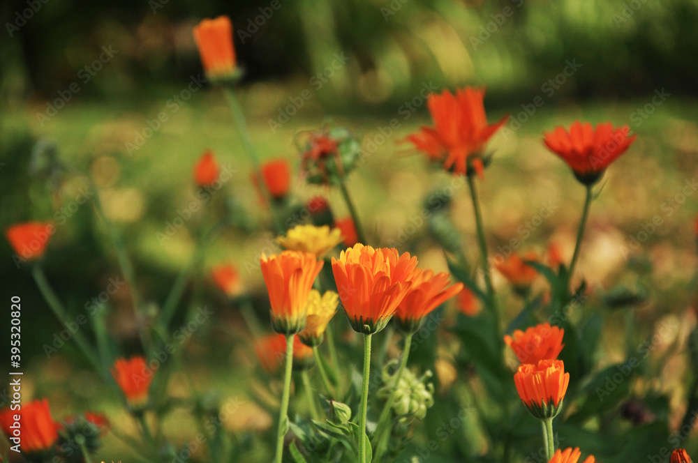 field of calendula flowers