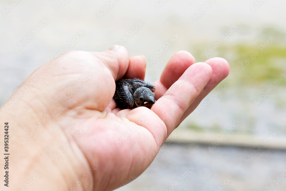 Little bird in hand with veterinarian on blurred background Little bird in hand with veterinarian on blurred background