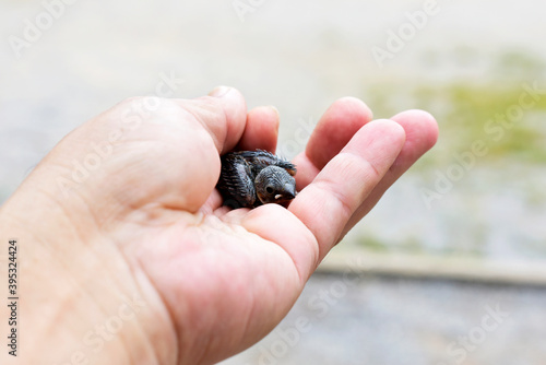 Little bird in hand with veterinarian on blurred background