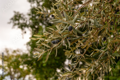 Olive tree  branch with leaves and ripe black olives near Lion Gate in the Old city of Jerusalem in Israel