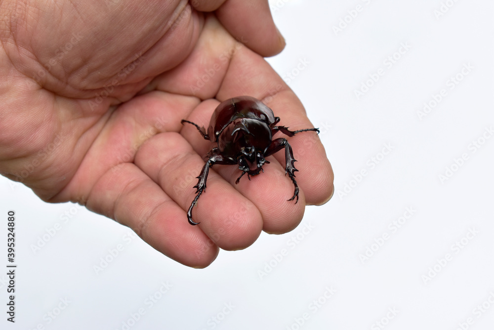 Rhinoceros beetle, Hercules beetle, Unicorn beetle, horn beetle, male in gentle hand on white background Rhinoceros beetle, Hercules beetle, Unicorn beetle, horn beetle, male in gentle hand on white background