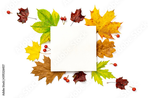 Maple leaf autumn. Colourful dried leaves, red berries in autumn composition isolated on white background. Flat lay, top view, square, copy space.
