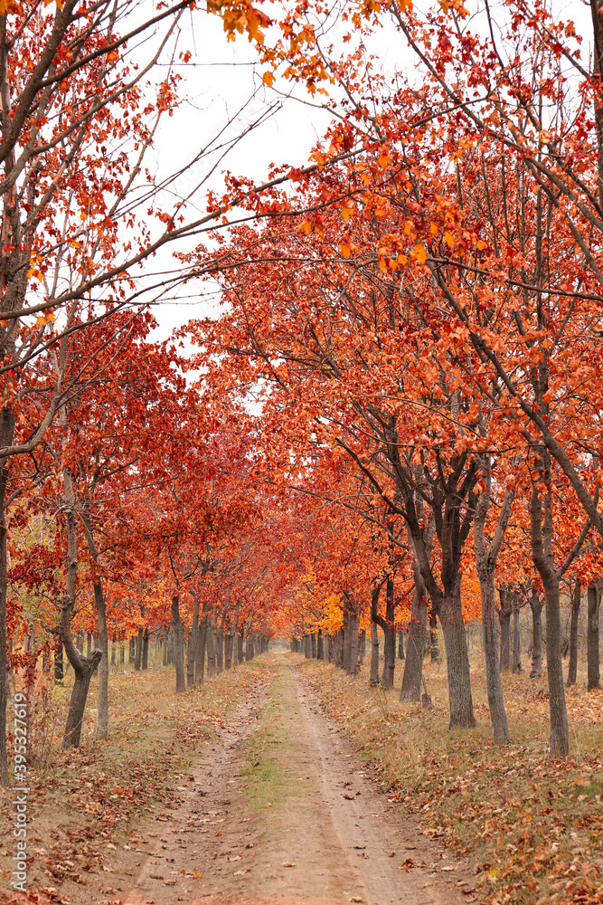 Beautiful view of park with trees and road on autumn day Beautiful view of park with trees and road on autumn day