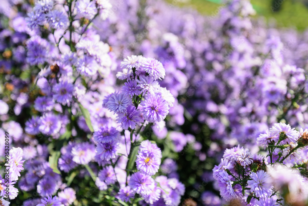 Fresh Margaret flower field garden at the mountain Fresh Margaret flower field garden at the mountain