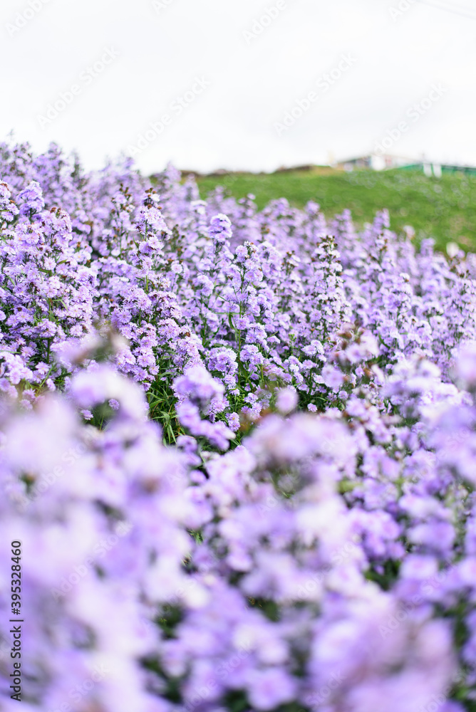 Obraz premium Fresh Margaret flower field garden at the mountain