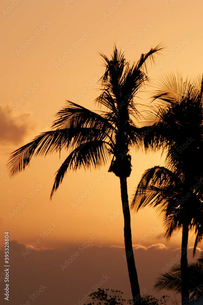 Romantic coconut Palm Trees silhouetted at sunset in Florida