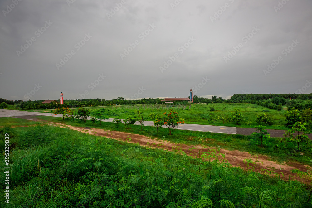 Obraz premium The close background of the green rice fields, the seedlings that are growing, are seen in rural areas as the main occupation of rice farmers who grow rice for sale or living.