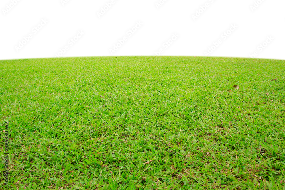 green grass in the field on white background.
