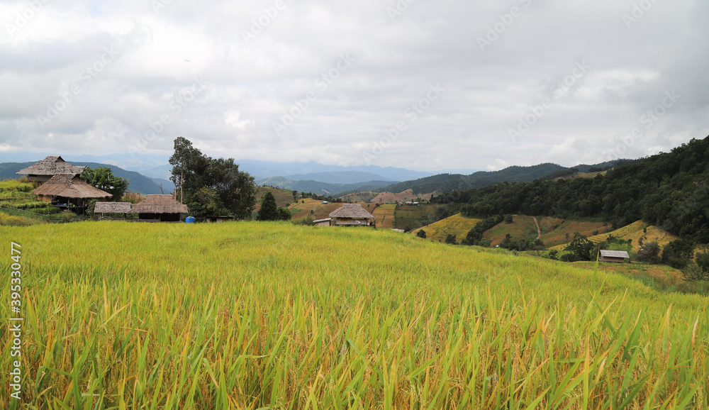 Scenery of golden rice field on the hill with natural and cloudy sky background. 