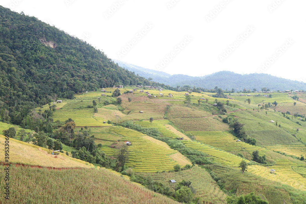 Scenery of golden rice field and cottages on mountainous area.