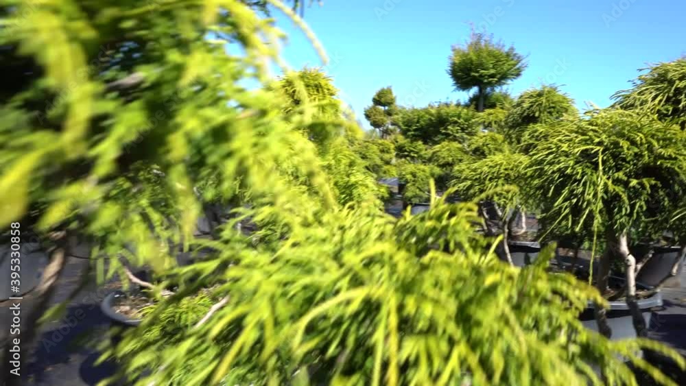 Professional Plant Nursery in Summertime - Outdoor Plants Professional Plant Nursery in Summertime - Outdoor Plants