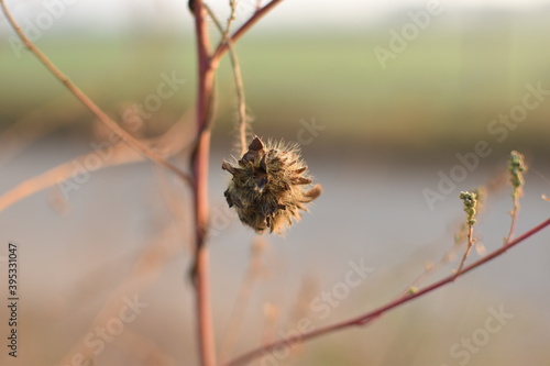 Wild Dry Flower in Country Side area Punjab