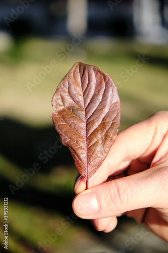 leaf in hand