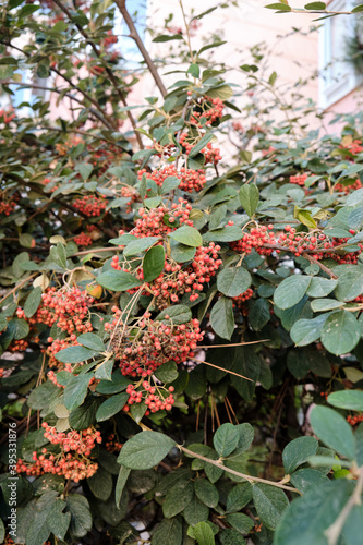 red and green leaves