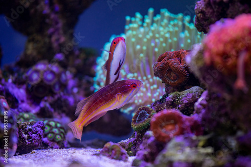 Wrasse pair in Coral Reef