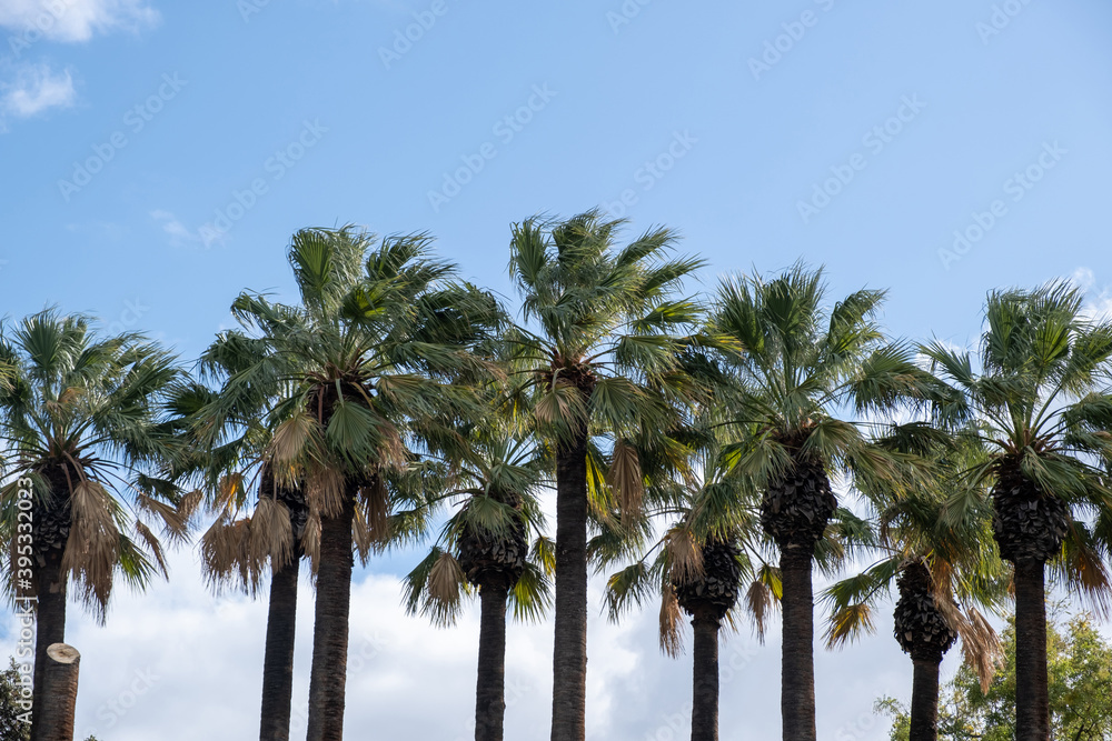 Palm trees against blue sky background. Sunny day