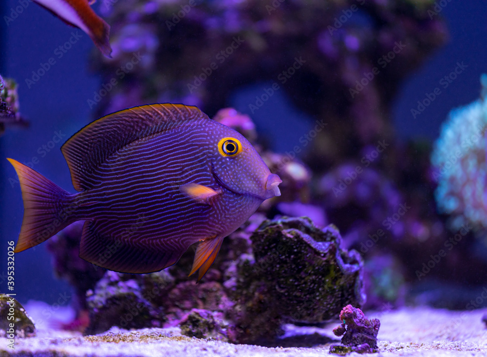 Obraz premium Yellow Eyed Kole Tang (Ctenochaetus strigosus)