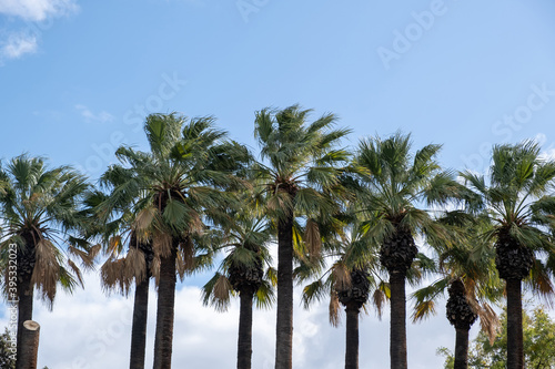 Palm trees against blue sky background. Sunny day © Rawf8