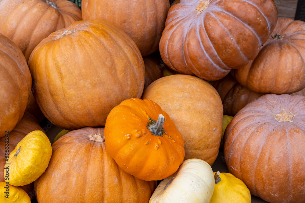 Pumpkins variety stacked on a farmers market stall, full background. Thanksgiving concept. Pumpkins variety stacked on a farmers market stall, full background. Thanksgiving concept.