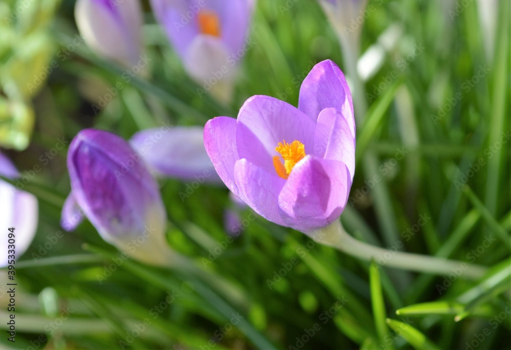 purple crocus flowers