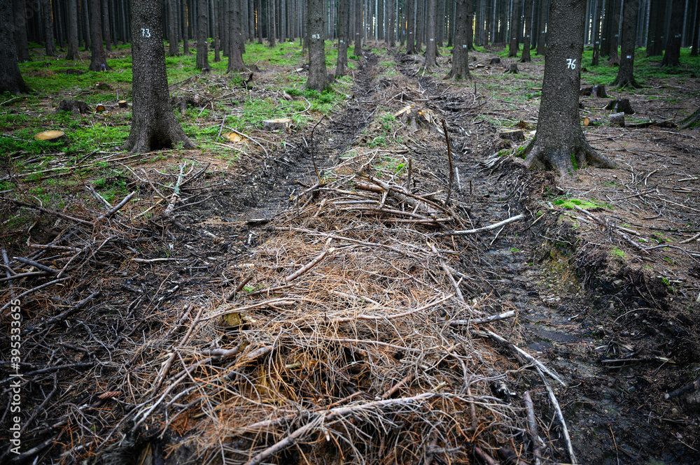 Tracked tracks after logging equipment in the forest. Tracked tracks after logging equipment in the forest.