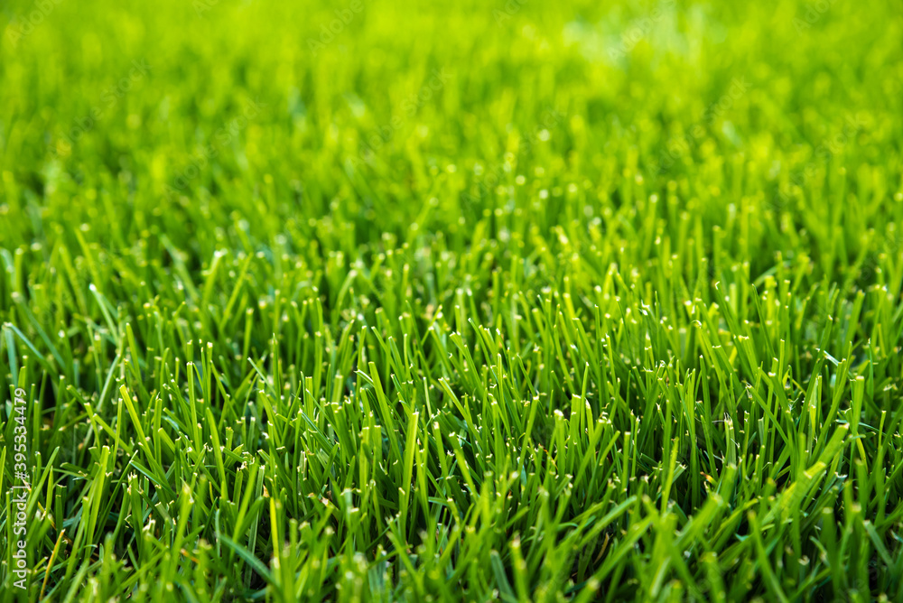 Green grass background. Vivid green football grass for decoration or design.The front view on natural freshly cut grass golf field. Grass texture.