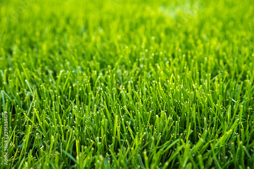 Green grass background. Vivid green football grass for decoration or design.The front view on natural freshly cut grass golf field. Grass texture.