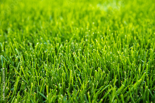 Photography Green grass background