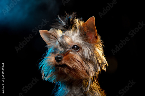 Little Yorkshire terrier dog is posing. Cute playful doggy or pet isolated on neon dark colored background. Concept of motion, movement, pets love. Looks happy, delighted, funny. Copyspace for ad.