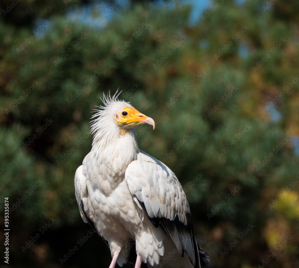 Portrait of a white Egyptian vulture bird