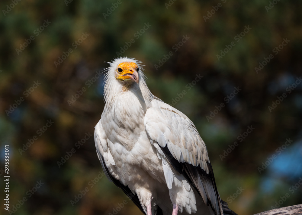Portrait of a white Egyptian vulture bird