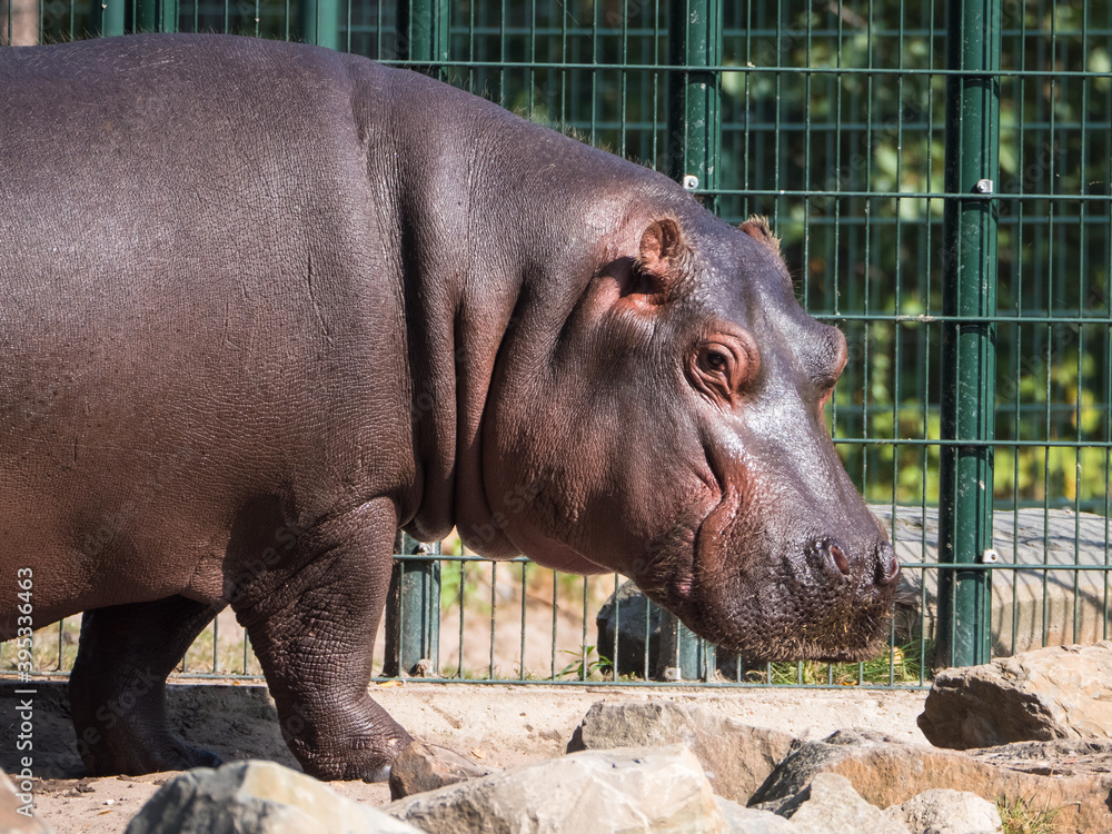 Side view of a mature giant hippo