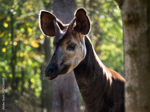 Close-up of an okapi, forest giraffe or zebra giraffe photo