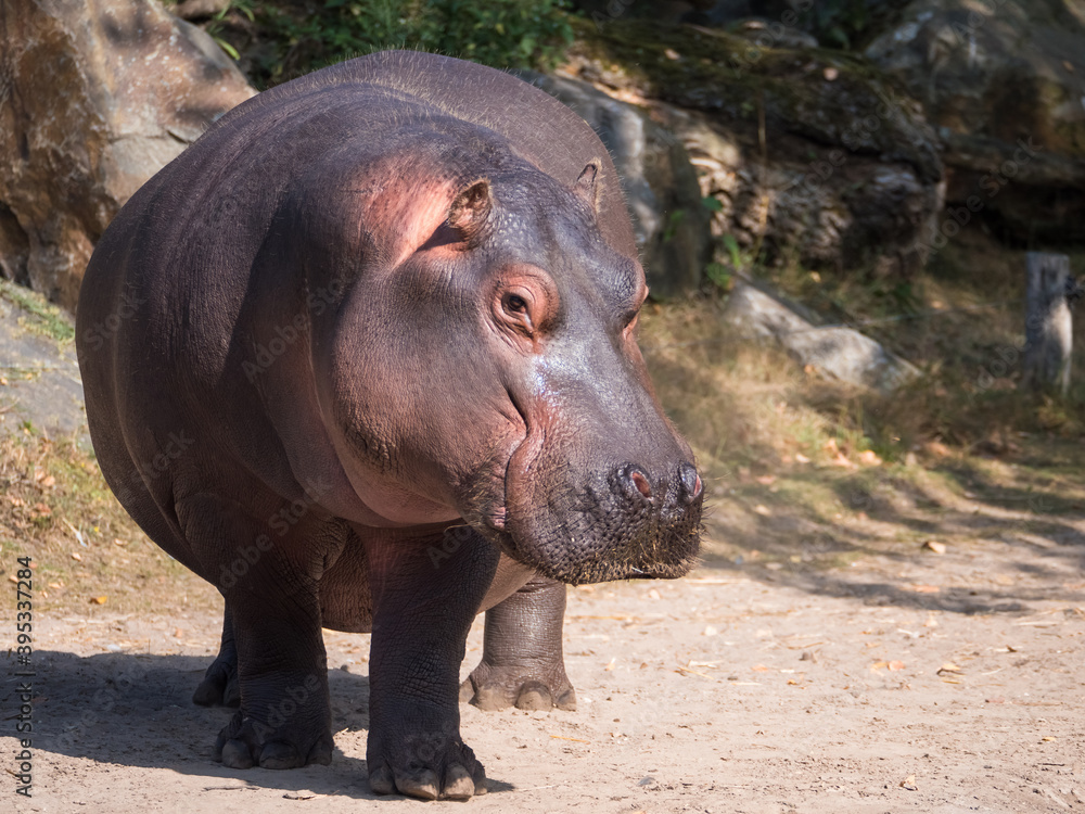 Front view of a mature giant hippo Front view of a mature giant hippo