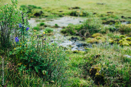 Scenic nature background with lush grasses and flowers in mountain stream. Beautiful highland flora in small river. Idyllic nature scenery with rich alpine greenery and spring water. Vivid wild plants