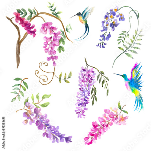 Watercolor illustration. Set of wisteria flowers on branches and hummingbirds. Blooming twigs of wisteria in lilac and pink flowers.