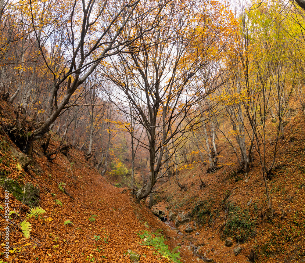 Fototapeta premium Forest landscape in autumn